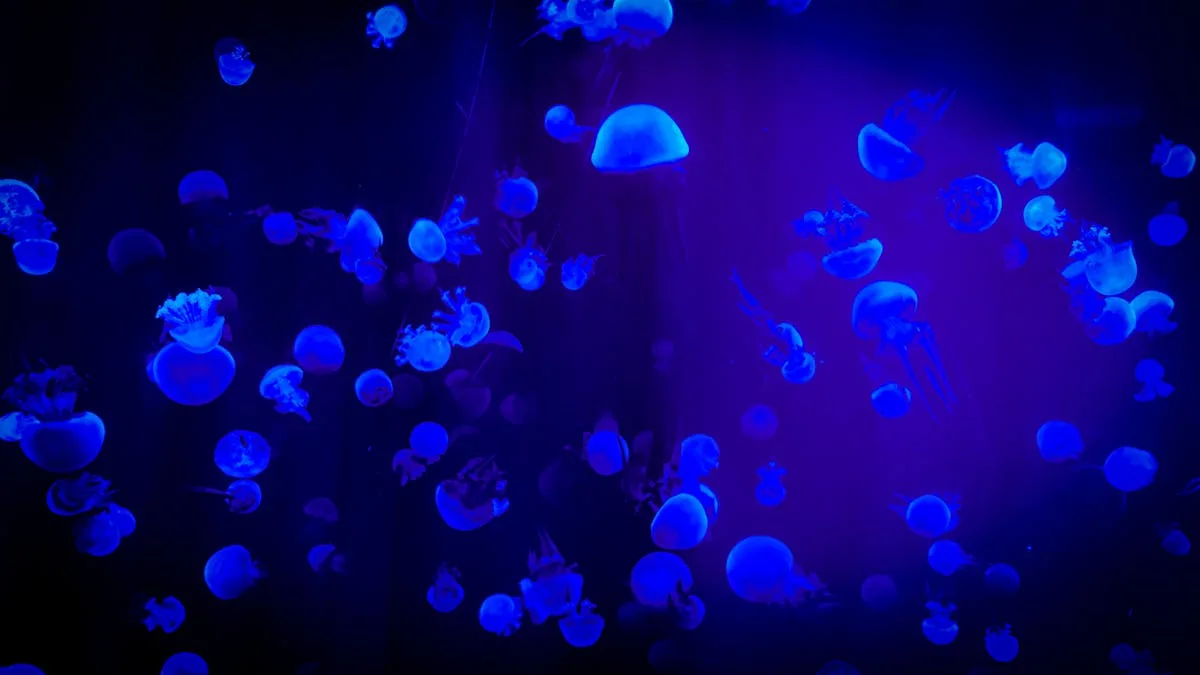 Blue luminescent jellyfish at Palma Aquarium