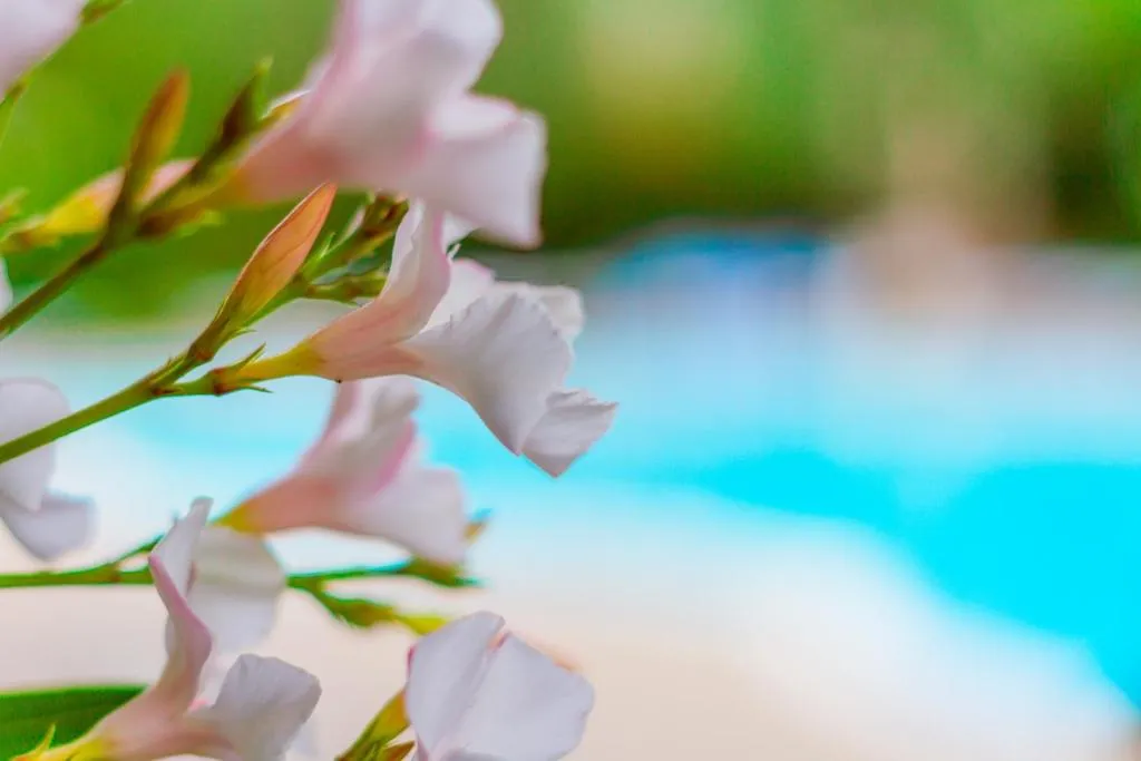 La Rotonda - Hôtel 3 étoiles, Mattinata, Gargano, Puglia - photo 1